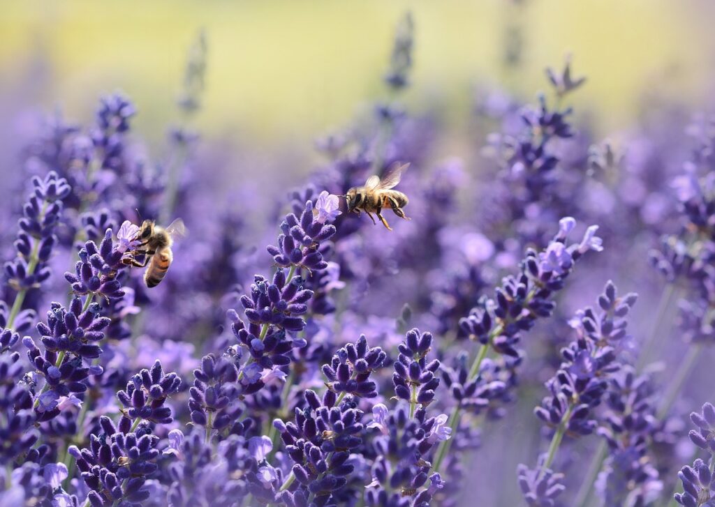 field of lavender with honey bees