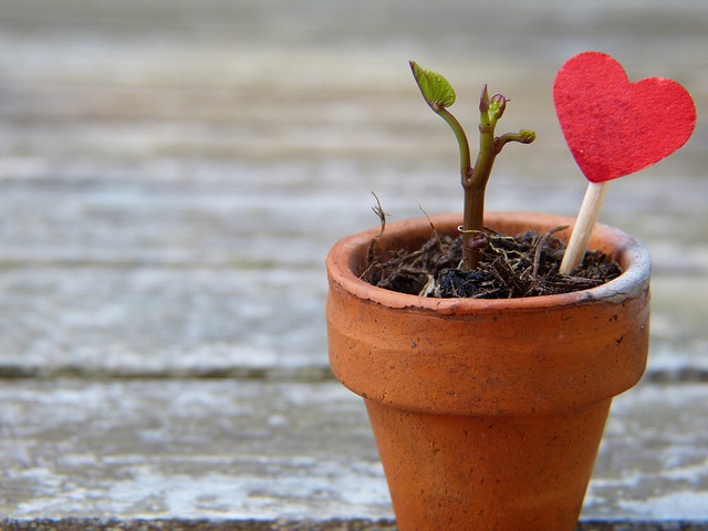 flowerpot heart