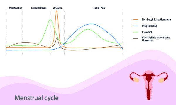 menstrual cycle graph