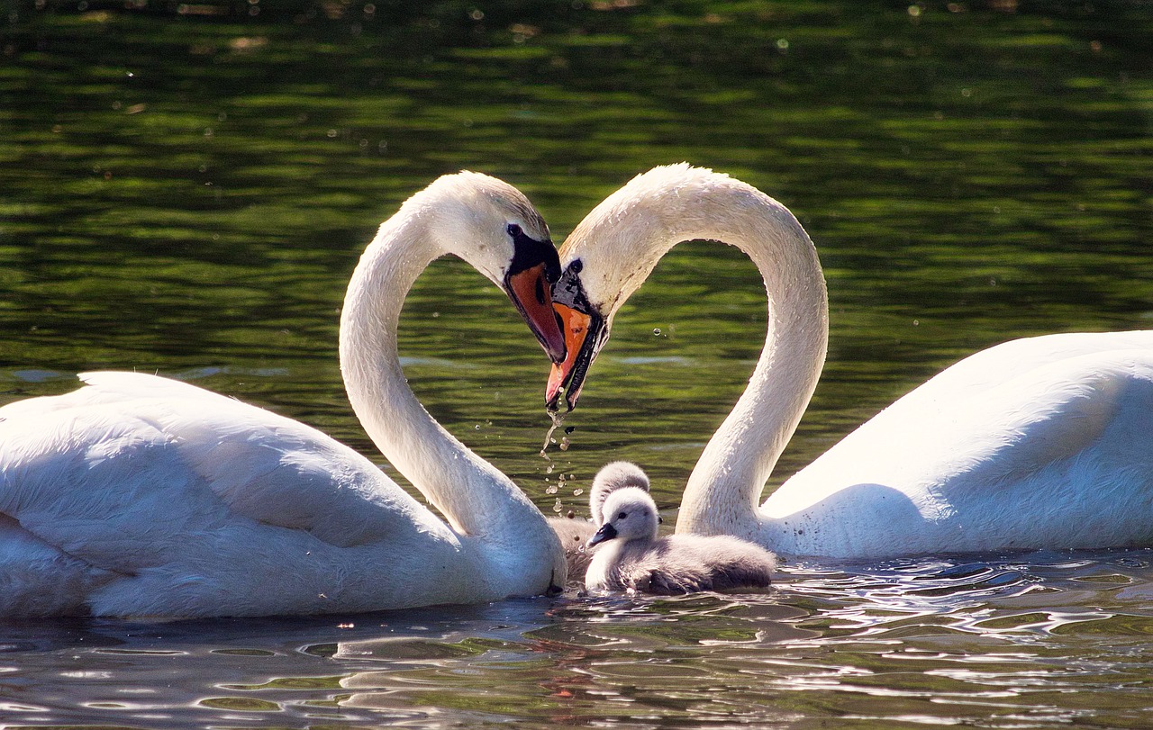 swan family with necks forming a heart