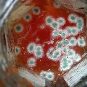 mold toxins mycotoxins